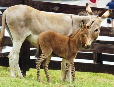 Georgia Welcomes A Zedonk (Part Zebra, Part Donkey)