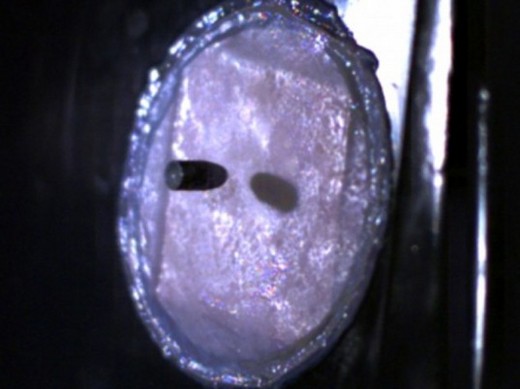 Dutch Artist Creates Bulletproof Skin From . . . . Goat Milk & Spider Silk!