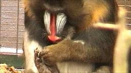 Mandrill Monkey's Cure For Boredom - A Pedicure!