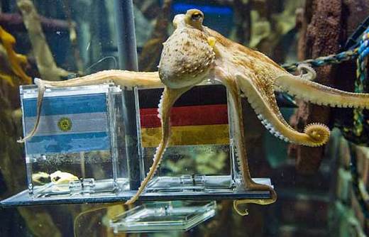Paul The Octopus Retires After A Perfect Record