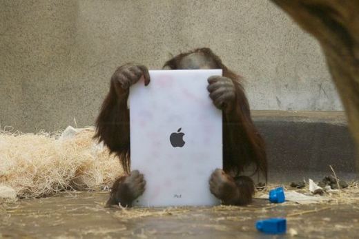 Milwaukee Zoo Primates Love Their iPads!