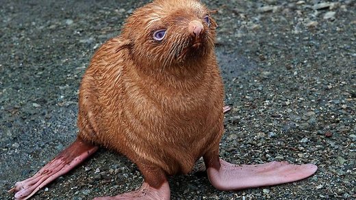 Lonely Albino Seal Gets A New Home