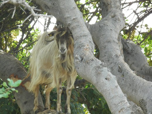 Morocco's Nimble Goats