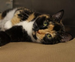 'Runaway' Cat Found 1,800-Miles Away From Home