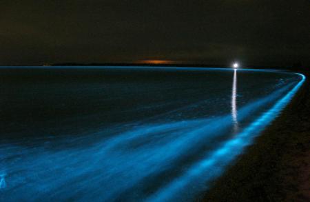 San Diego's Ocean Glows In The Dark!