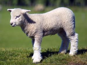 China's Latest Must Have Pet - Dolan Sheep!