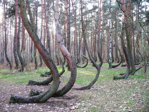 Poland's Mysterious 'Crooked Forest'