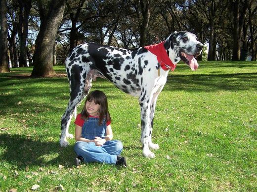Gibson - The world's tallest dog