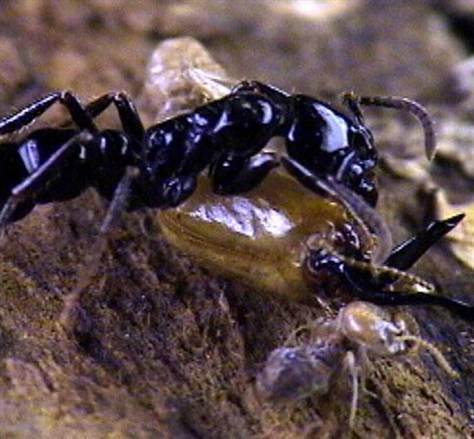 Why Ants Never Lose Their Way