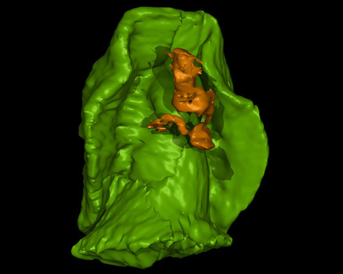 Scientists Recreate 3D Image Of Ancient Sea Creature