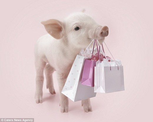 These Little Piggies Are Heading To The Market - To Shop!