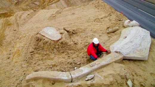 Graveyard Of Pre-Historic Whales Unearthed In World's Driest Desert