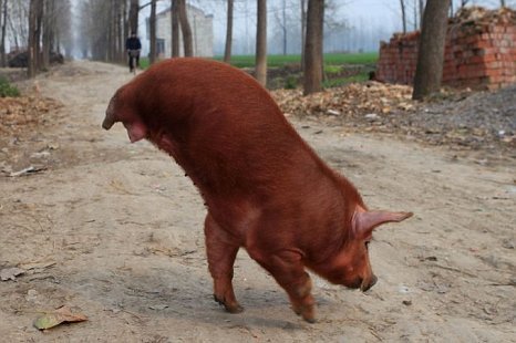 Video Of The Week - The Pig Gymnast