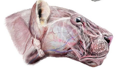 The Modern Day Tiger Is Bigger Than Its Pre-Historic Cousin!