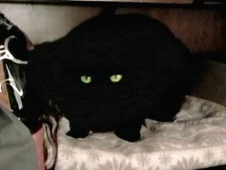 Christmas Comes Early For This Italian Cat!