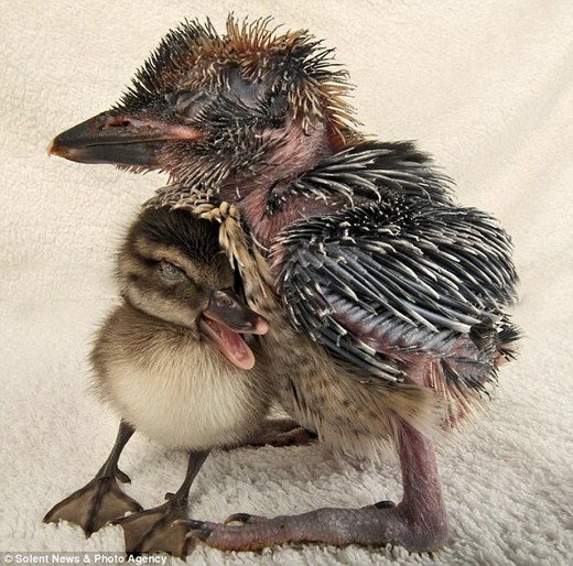 Kookie The Kookaburra Adopts Madagascar Duckling (For Now)