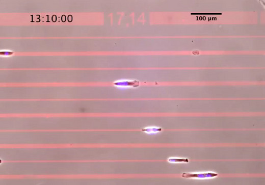 World's First Human Cell Race Was . . . Painfully Slow!