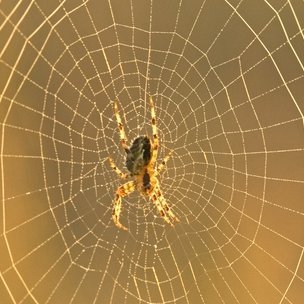 Caterpillars Spin 'Tougher Than Steel' Silk