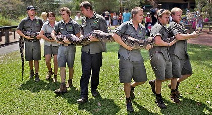 Video Of The Week - Australia's Largest Python Faces Annual Weigh-In
