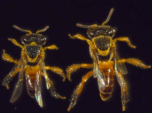 Scientists Discover First Ever 'Soldier' Bee
