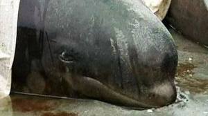 New Zealand's Struggle To Save Beached Whales Ends With Mixed Results