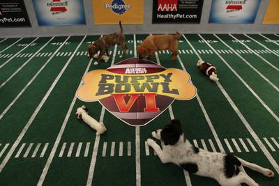 Don't Care For The Super Bowl? Then Tune In To The Puppy Bowl!
