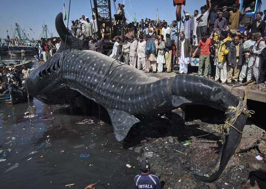 Fishermen In Pakistan Reel In Colossal Whale Shark