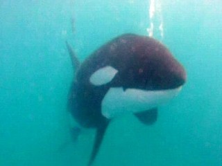 Diver Saves Orca Whale From 'Dolphin Tale' Like Disaster