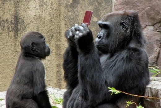 San Francisco, A City Where Even Gorillas Play Video Games!