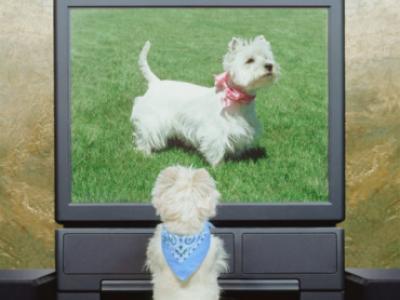 Cable Television Goes To The Dogs - No, Really!