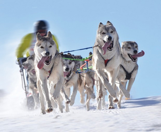 The Iditarod A.K.A 'The Last Great Race On Earth' Has Begun!